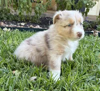 Rusty, a male Australian Shepherd for sale in D Hanis, TX – 2 of 2
