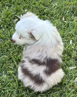 Sally, a female Australian Shepherd for sale in D Hanis, TX – 3 of 3