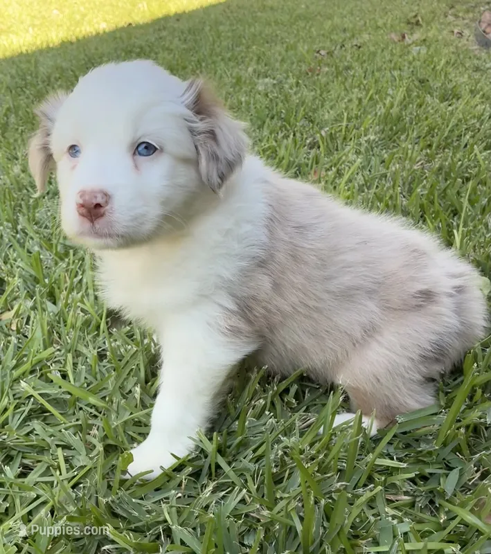 Susie, a female Australian Shepherd for sale in D Hanis, TX – 1 of 3