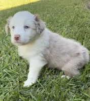 Susie, a female Australian Shepherd for sale in D Hanis, TX – 1 of 3