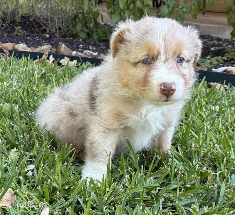Rusty, a male Australian Shepherd for sale in D Hanis, TX – 1 of 2