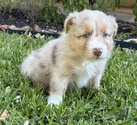Rusty, a male Australian Shepherd for sale in D Hanis, TX – 1 of 2