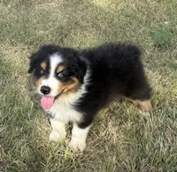 Bomber, a male Australian Shepherd for sale in D Hanis, TX – 2 of 2