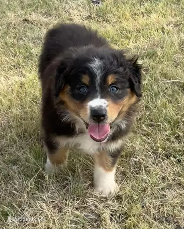 Diva – Australian Shepherd puppy for sale in D Hanis, TX