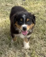 Diva, a female Australian Shepherd for sale in D Hanis, TX – 1 of 2