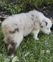 Susie, a female Australian Shepherd for sale in D Hanis, TX – 3 of 3
