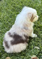Sally, a female Australian Shepherd for sale in D Hanis, TX – 2 of 3