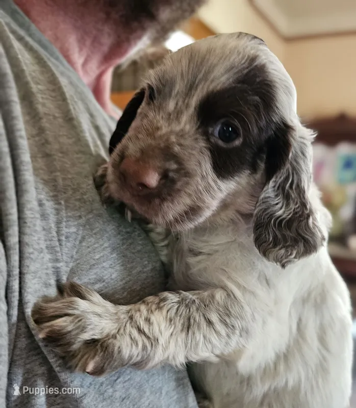 M-Red collar, liver roan – English Cocker Spaniel puppy for sale in Fort Scott, KS