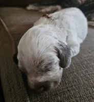 Brown collar, liver roan, a female English Cocker Spaniel for sale in Fort Scott, KS – 7 of 10