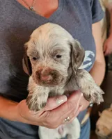 F-Brown collar, liver roan, a female English Cocker Spaniel for sale in Fort Scott, KS – 1 of 10