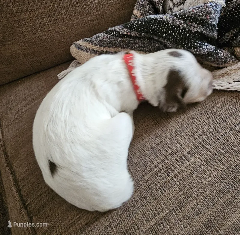 Red collar, liver roan – English Cocker Spaniel puppy for sale in Fort Scott, KS