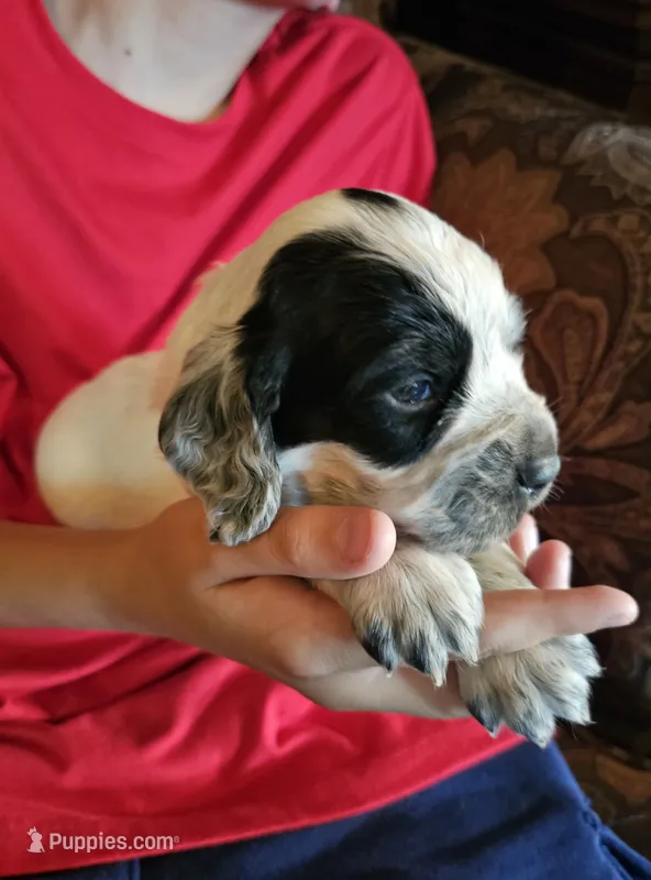 Yellow collar, blue roan – English Cocker Spaniel puppy for sale in Fort Scott, KS
