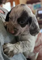 M- Liver roan, red collar, a male English Cocker Spaniel for sale in Fort Scott, KS – 4 of 10
