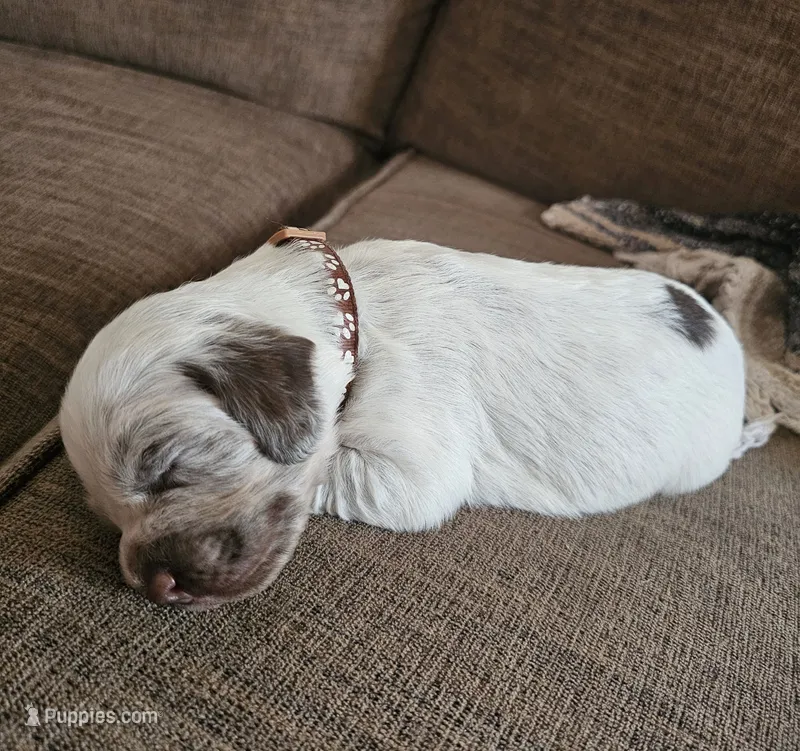 Brown collar, liver roan – English Cocker Spaniel puppy for sale in Fort Scott, KS