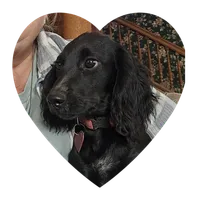 Willow, a female English Cocker Spaniel for sale in Fort Scott, KS – 4 of 7