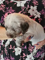 F-Brown collar, liver roan, a female English Cocker Spaniel for sale in Fort Scott, KS – 3 of 10