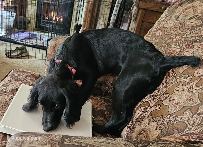 Willow – English Cocker Spaniel puppy for sale in Fort Scott, KS