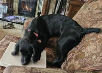 Willow, a female English Cocker Spaniel for sale in Fort Scott, KS – 3 of 7