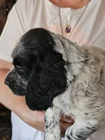M- Blue roan, Black collar, a male English Cocker Spaniel for sale in Fort Scott, KS – 3 of 10