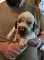 F-Brown collar, liver roan, a female English Cocker Spaniel for sale in Fort Scott, KS – 4 of 10