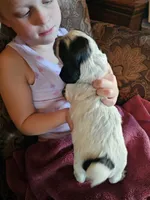 M-Black collar, blue roan, a male English Cocker Spaniel for sale in Fort Scott, KS – 3 of 10