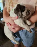 M-Green collar, liver roan, a male English Cocker Spaniel for sale in Fort Scott, KS – 5 of 7
