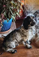Yellow collar, blue roan, a female English Cocker Spaniel for sale in Fort Scott, KS – 7 of 9