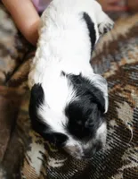 F-Orange collar, blue roan, a female English Cocker Spaniel for sale in Fort Scott, KS – 7 of 10