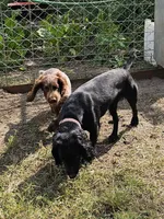 Willow, a female English Cocker Spaniel for sale in Fort Scott, KS – 6 of 7