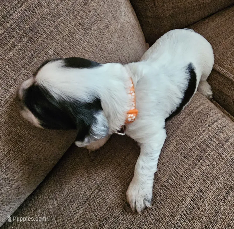 Orange collar, blue roan – English Cocker Spaniel puppy for sale in Fort Scott, KS