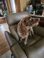 Buster Brown, a male English Cocker Spaniel for sale in Fort Scott, KS – 5 of 6