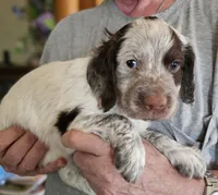M- Liver roan, red collar, a male English Cocker Spaniel for sale in Fort Scott, KS – 2 of 10