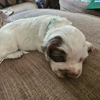 Green collar, liver roan, a male English Cocker Spaniel for sale in Fort Scott, KS – 4 of 10