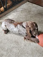 Buster Brown, a male English Cocker Spaniel for sale in Fort Scott, KS – 3 of 6