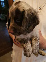 Big Red M- Liver roan, red collar, a male English Cocker Spaniel for sale in Fort Scott, KS – 3 of 9