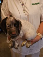 Big Red M- Liver roan, red collar, a male English Cocker Spaniel for sale in Fort Scott, KS – 5 of 9