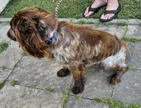 Buster Brown, a male English Cocker Spaniel for sale in Fort Scott, KS – 6 of 6