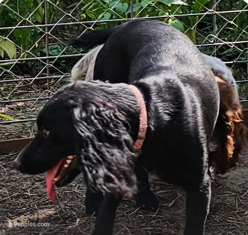 Willow – English Cocker Spaniel puppy for sale in Fort Scott, KS
