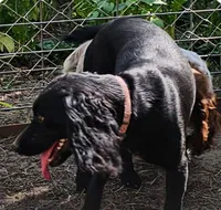 Willow, a female English Cocker Spaniel for sale in Fort Scott, KS – 1 of 7
