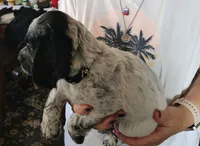 M- Blue roan, Black collar, a male English Cocker Spaniel for sale in Fort Scott, KS – 5 of 10