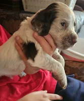 M-Red collar, liver roan, a male English Cocker Spaniel for sale in Fort Scott, KS – 4 of 10
