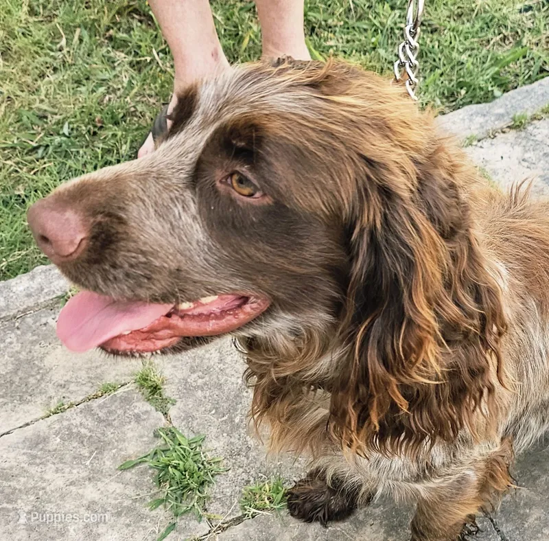 Buster Brown – English Cocker Spaniel puppy for sale in Fort Scott, KS