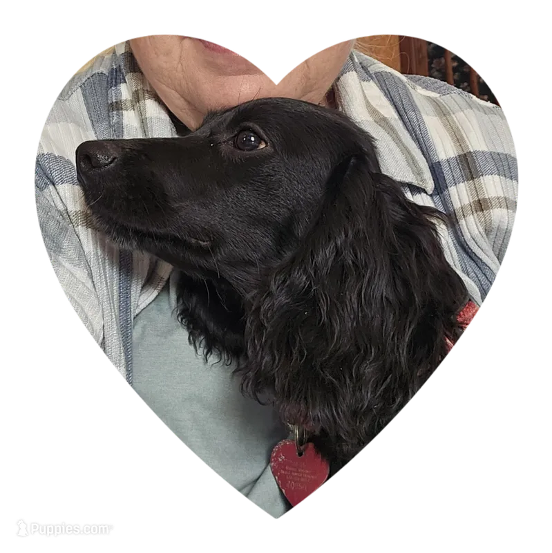 Willow – English Cocker Spaniel puppy for sale in Fort Scott, KS