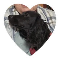 Willow, a female English Cocker Spaniel for sale in Fort Scott, KS – 2 of 7