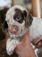 M- Liver roan, red collar, a male English Cocker Spaniel for sale in Fort Scott, KS – 5 of 10