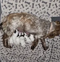 Yellow collar, blue roan, a female English Cocker Spaniel for sale in Fort Scott, KS – 6 of 9