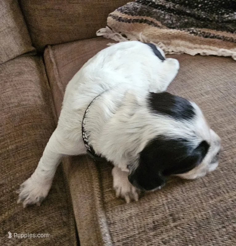 Black collar, blue roan – English Cocker Spaniel puppy for sale in Fort Scott, KS