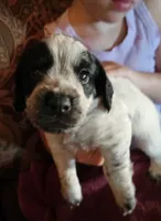 M-Black collar, blue roan, a male English Cocker Spaniel for sale in Fort Scott, KS – 5 of 10