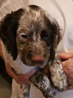 Big Red M- Liver roan, red collar, a male English Cocker Spaniel for sale in Fort Scott, KS – 2 of 9