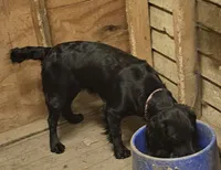 Willow, a female English Cocker Spaniel for sale in Fort Scott, KS – 7 of 7